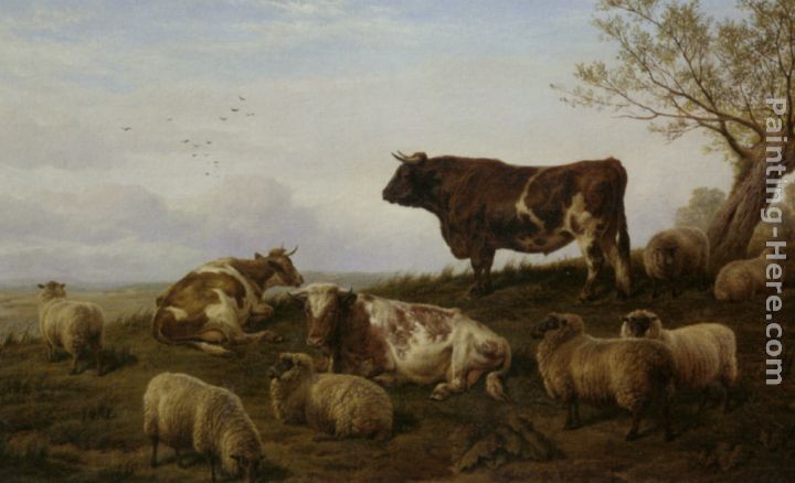 Cattle and Sheep Resting painting - Charles Jones Cattle and Sheep Resting art painting